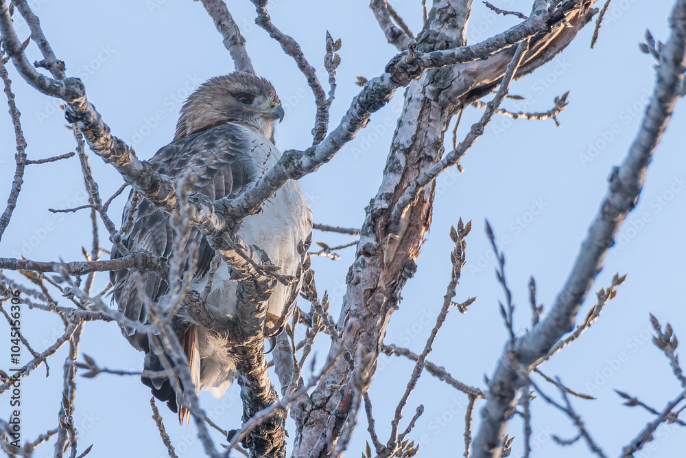 Red-tailed hawk in the early morning light. Red-tailed hawk in the early morning light.