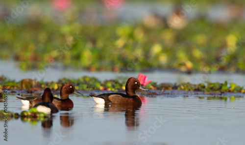 Ferruginous duck or ferruginous pochard, Aythya nyroca Maguri Beel, Tinsukia District of Upper Assam, India photo