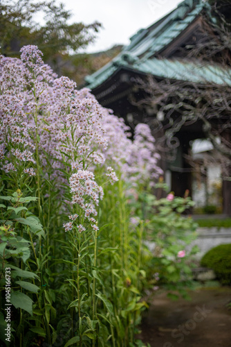 鎌倉2410　海蔵寺21　紫苑 photo