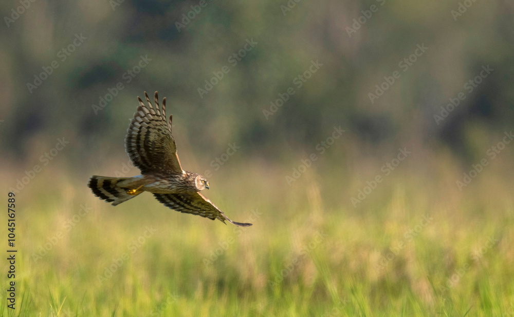 Fototapeta premium Hen Harrier, Circus cyaneus, Maguri Beel, Tinsukia District of Upper Assam, India