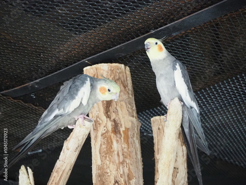 仲睦まじいオカメインコ photo