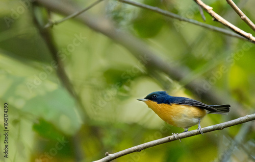 Pygmy blue-flycatcher,. Muscicapella hodgsoni, Dehing Dehing Patkai Wildlife Sanctuary, Assam, India photo