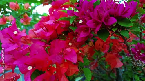 bougainvillea flowers, red bougainvillea flowers deceived by the 
 wind, Flower 