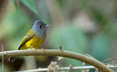 Grey-headed canary- flycatcher, Culicicapa ceylonensis, Dehing Dehing Patkai Wildlife Sanctuary, Assam, India photo