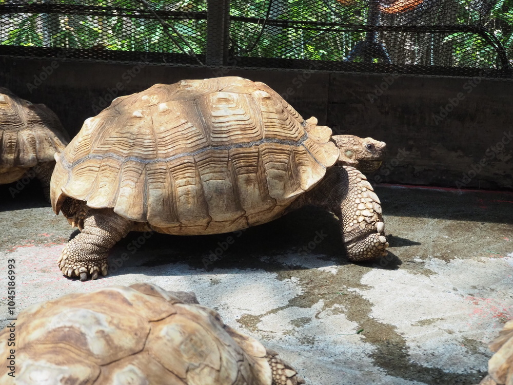 Fototapeta premium 美しい甲羅のケヅメリクガメ