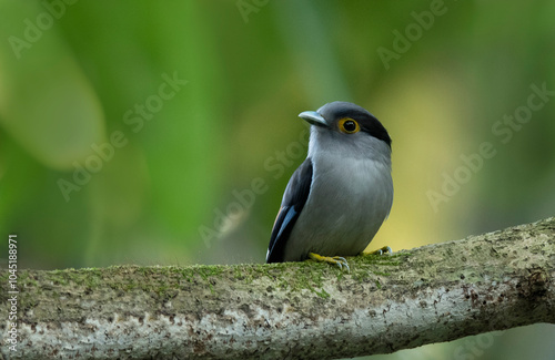 Silver-breasted broadbill, Serilophus lunatus, Dehing Dehing Patkai Wildlife Sanctuary, Assam, India photo