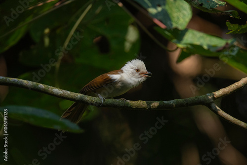 White-hooded babbler, Gampsorhynchus rufulus, Dehing Dehing Patkai Wildlife Sanctuary, Assam, India photo