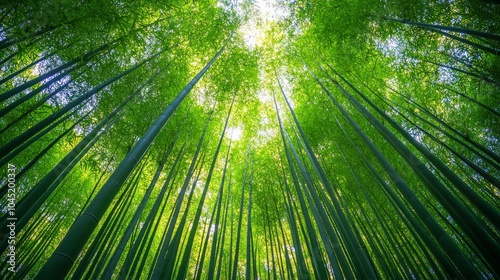 A low angle view of a dense bamboo forest, with sunlight filtering through the canopy.