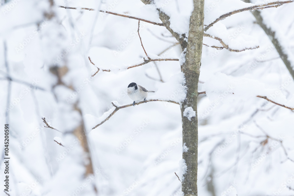 A small Marsh tit standing on a snowy branch in a wintry forest in Estonia, Northern Europe A small Marsh tit standing on a snowy branch in a wintry forest in Estonia, Northern Europe