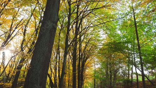 A video of a walk through an autumn forest, showing a path lined with trees whose canopies are vibrant shades of orange and red. The scene embodies the warmth and beauty of the fall season, with leave