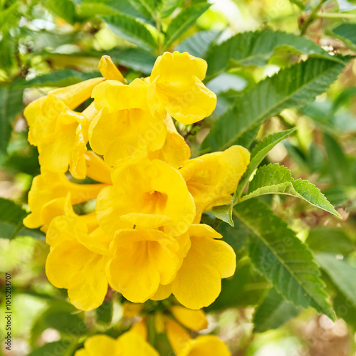 Close-up of vibrant yellow Tecoma flowers in full bloom photo