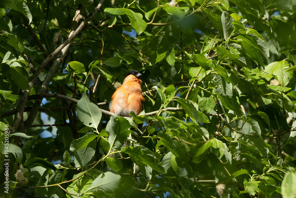 Puffed male Eurasian bullfinch perched in the middle of lush green leaves in a boreal forest in Estonia, Northern Europe Puffed male Eurasian bullfinch perched in the middle of lush green leaves in a boreal forest in Estonia, Northern Europe