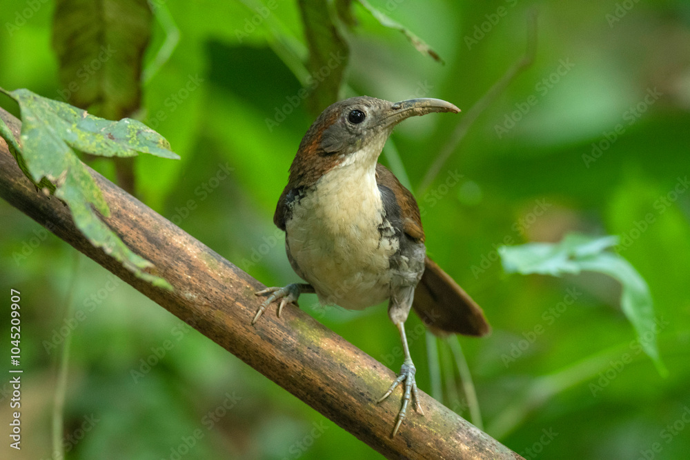 Large scimitar babbler, Pomatorhinus hypoleucos, Dehing Dehing Patkai Wildlife Sanctuary, Assam, India Large scimitar babbler, Pomatorhinus hypoleucos, Dehing Dehing Patkai Wildlife Sanctuary, Assam, India