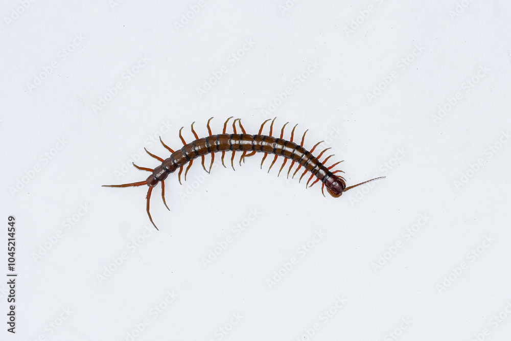 Centipede or Kilopod (Chilopoda) on isolated white background, red Centipede Centipede or Kilopod (Chilopoda) on isolated white background, red Centipede