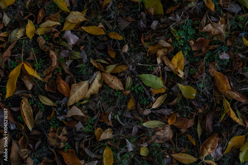 autumn leaves on the ground