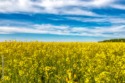 Blooming rapeseed (Brassica napus).Yellow field and blue sky with clouds.Agricultural field with rapeseed plants. Oilseed, canola, colza.Blooming yellow canola flower meadows.