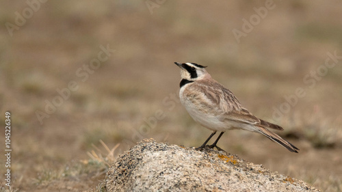 Horned Lark, Eremophila alpestris,  Ladakh, Jammu and Kashmir, India photo