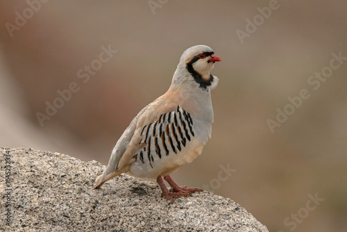 Chukar Partridge, Ladakh, Jammu and Kashmir, India