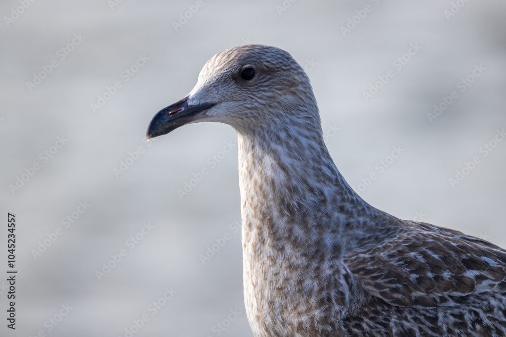 A detailed closeup portrait of a seagull showcasing its intricate feather patterns and sharp, pointed beak A detailed closeup portrait of a seagull showcasing its intricate feather patterns and sharp, pointed beak