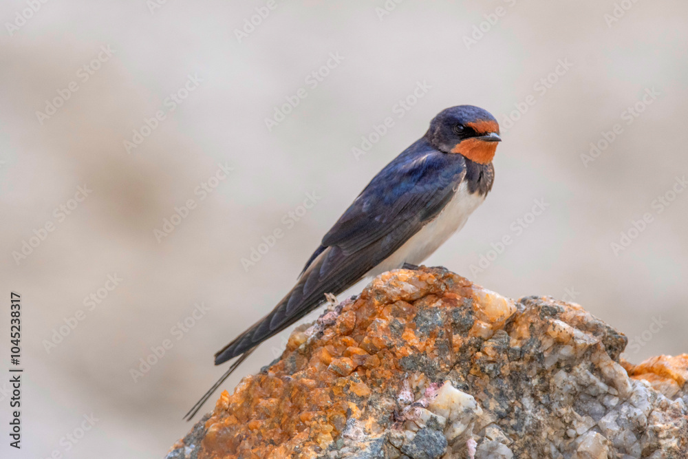 Barn Swallow, Hirundo rustica, Ladakh, Jammu and Kashmir, India Barn Swallow, Hirundo rustica, Ladakh, Jammu and Kashmir, India