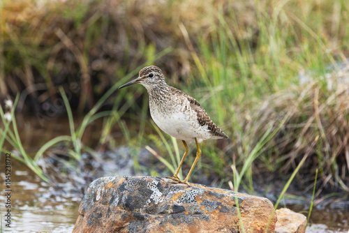 A lonely Wood sandpiper standing on a rock in a wetland in Urho Kekkonen National Park, Northern Finland photo