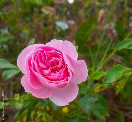 Pink rose in autumn