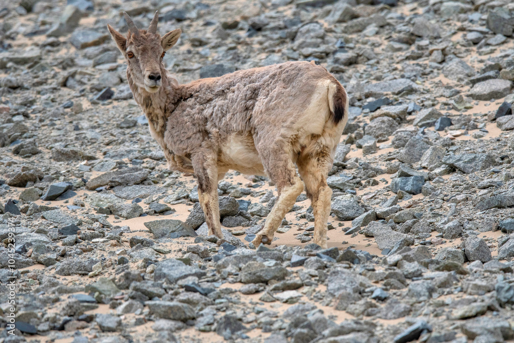 Blue Sheep or bharal, Pseudois nayaur, Ladakh, Jammu and Kashmir, India