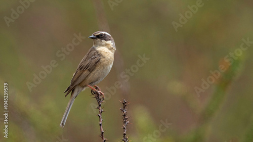 Brown Accentor, Prunella fulvescens, Ladakh, Jammu and Kashmir, India photo