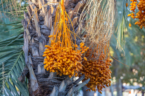 Obraz na płótnie Date palm with ripe dates on it. Southern agriculture w salonie