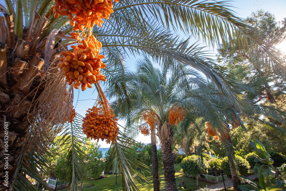 Date palm with ripe dates on it. Southern agriculture