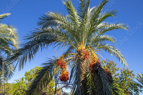 Obraz na płótnie Date palm with ripe dates on it. Southern agriculture w salonie