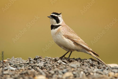 Horned Lark,  Eremophila alpestris, Ladakh, India photo