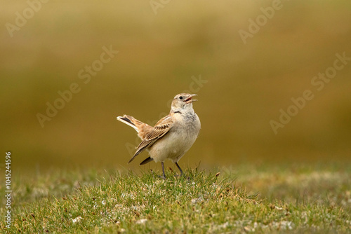 Tibetan Lark, Melanocorypha maxima, Ladakh, India photo