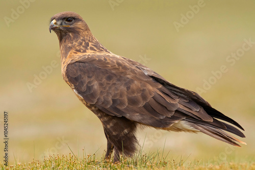 Upland Buzzard, Buteo hemilasius, Ladakh, India