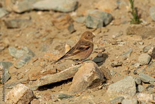 Mongolian finch Male, Eremopsaltria mongolica,  Ladakh, India photo