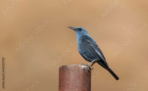 Blue Rock Thrush, Monticola solitarius, Ladakh, India photo