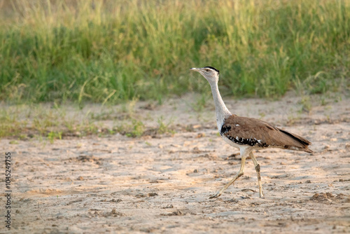 Great Indian Bustard, Ardeotis nigriceps,  Female, Critically Endangered species, Desert National Park, Rajasthan, India