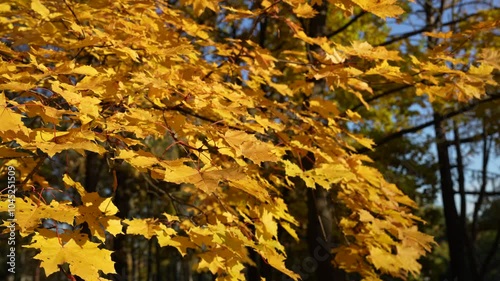 Close-up of golden maple leaves swaying on the branches of a tree due to a light wind, a sunny autumn day in the park. The stage is ideal for use in autumn-themed projects.. High quality 4k footage