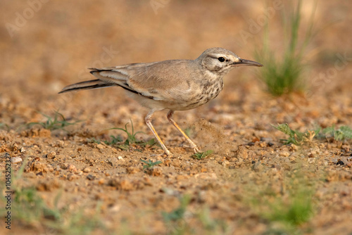 Greater hoopoe-lark, Alaemon alaudipes, Desert National Park, Rajasthan, India photo