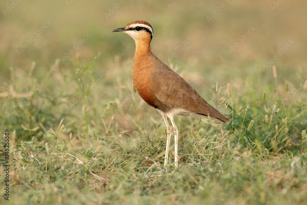 Naklejka premium Indian courser, Cursorius coromandelicus, Desert National Park, Rajasthan, India