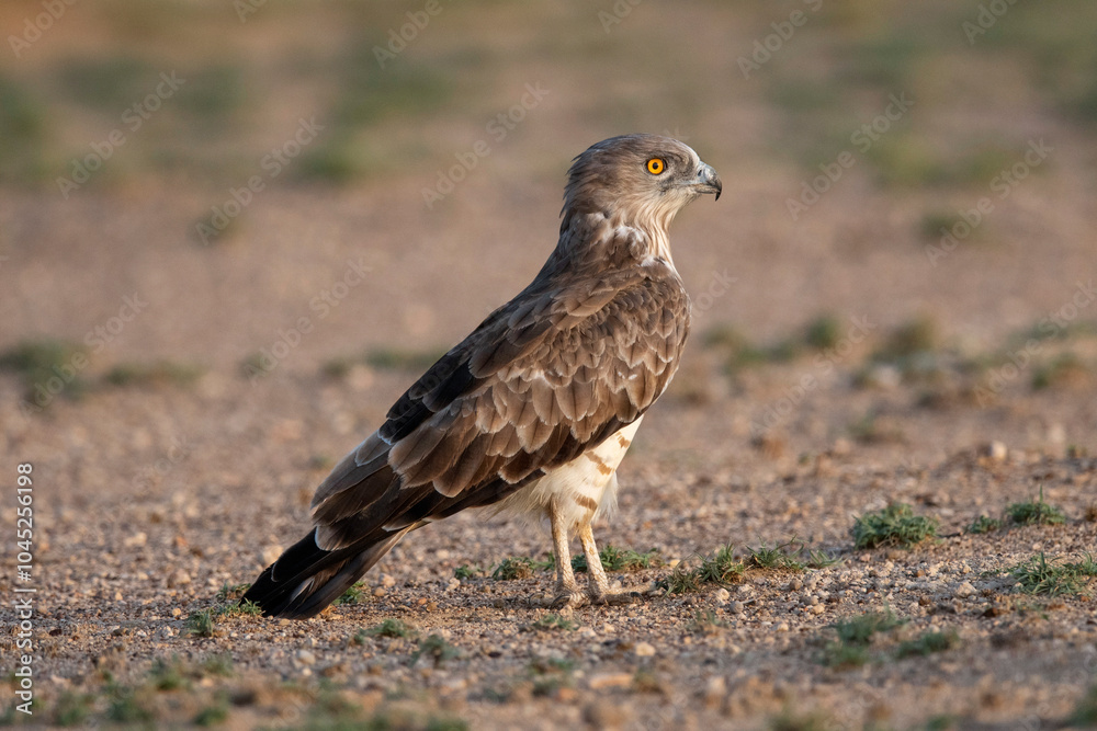 Short-toed snake eagle, Circaetus gallicus, Desert National Park, Rajasthan, India Short-toed snake eagle, Circaetus gallicus, Desert National Park, Rajasthan, India