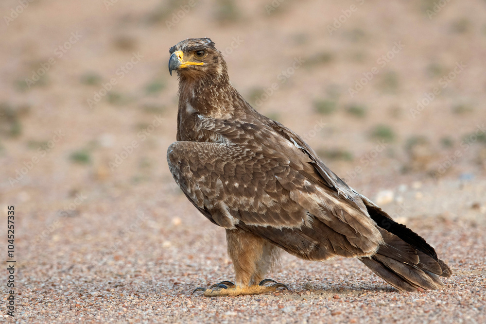 Tawny eagle, Aquila rapax, Desert National Park, Rajasthan, India Tawny eagle, Aquila rapax, Desert National Park, Rajasthan, India