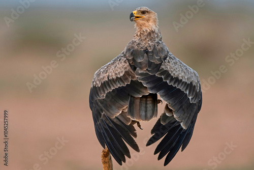 Tawny eagle, Aquila rapax, Desert National Park, Rajasthan, India photo