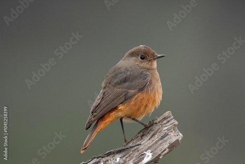 Keoladeo National Park, Bharatpur, Rajasthan, India.  Black Redstart female, Phoenicurus ochruros