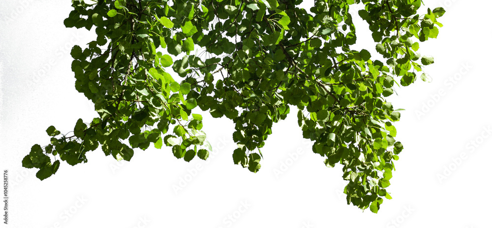 Fototapeta premium branch leaves or green leaf isolated. Tree Leaf.