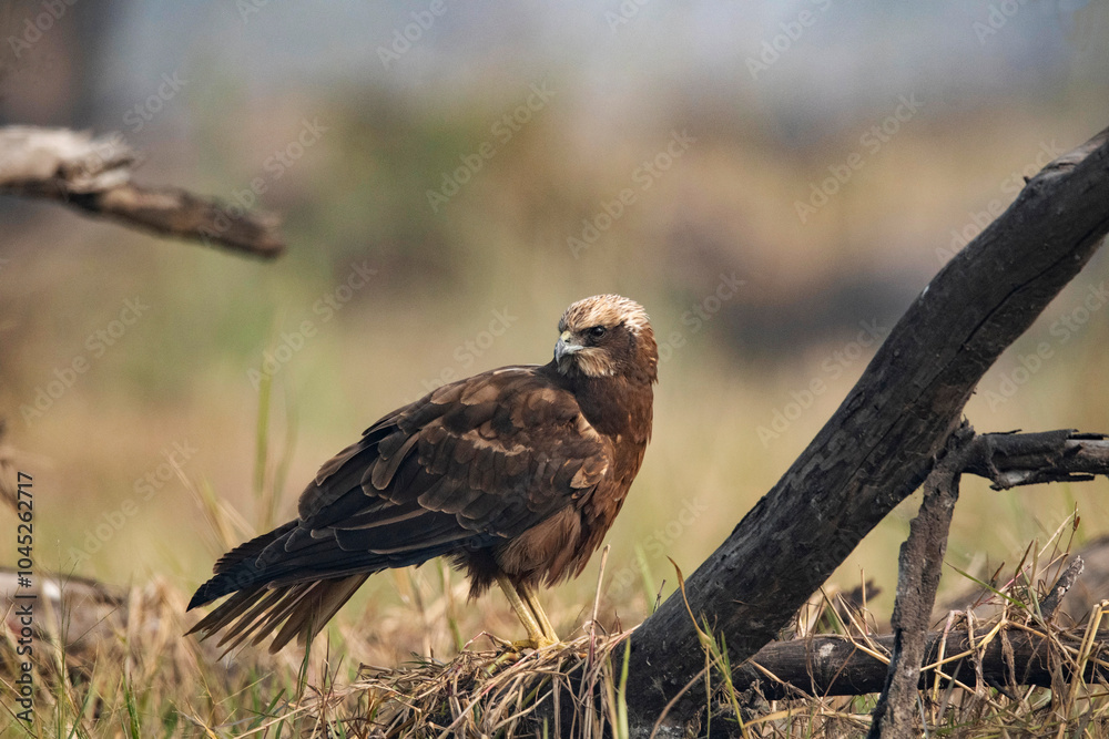 Keoladeo National Park, Bharatpur, Rajasthan, India. Marsh Harrier, Family: Accipitridae Keoladeo National Park, Bharatpur, Rajasthan, India. Marsh Harrier, Family: Accipitridae