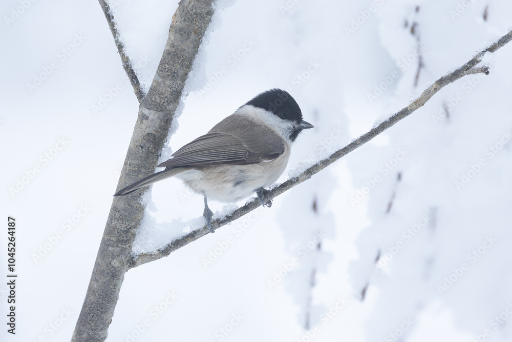 A small Marsh tit standing on a snowy branch in a wintry forest in Estonia, Northern Europe A small Marsh tit standing on a snowy branch in a wintry forest in Estonia, Northern Europe