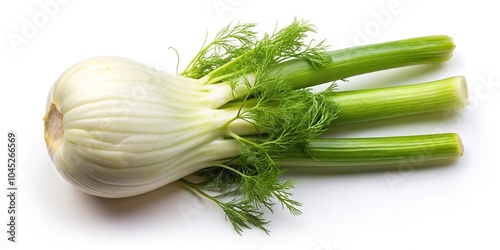 fresh fennel bulb isolated on white background