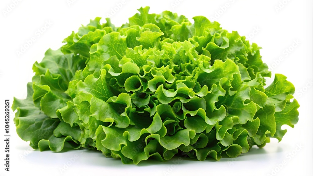 Fresh green lettuce silhouette on white background Fresh green lettuce silhouette on white background