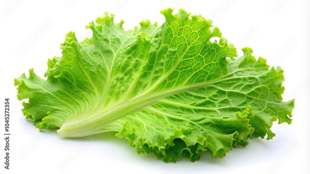 Fresh lettuce leaf isolated on white background Fresh lettuce leaf isolated on white background